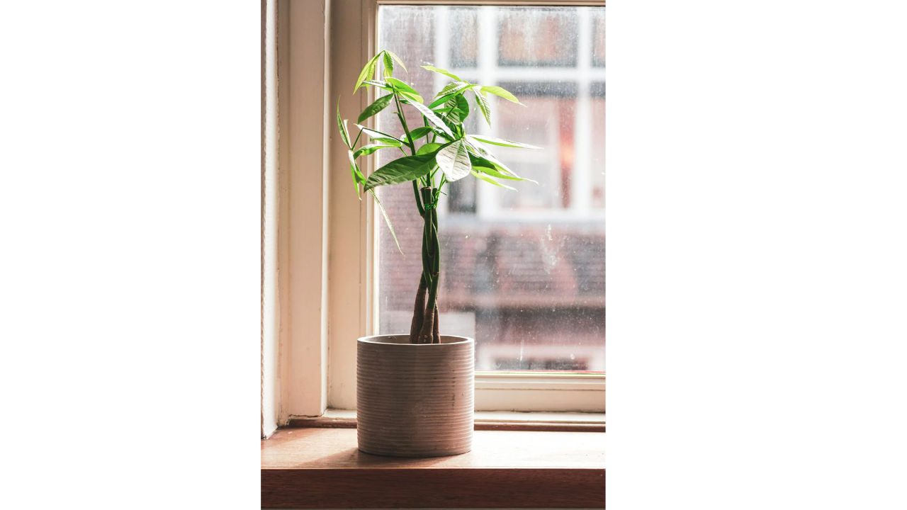 Money Tree plant with braided trunk and green palmate leaves, placed in a ribbed ceramic pot on a window sill