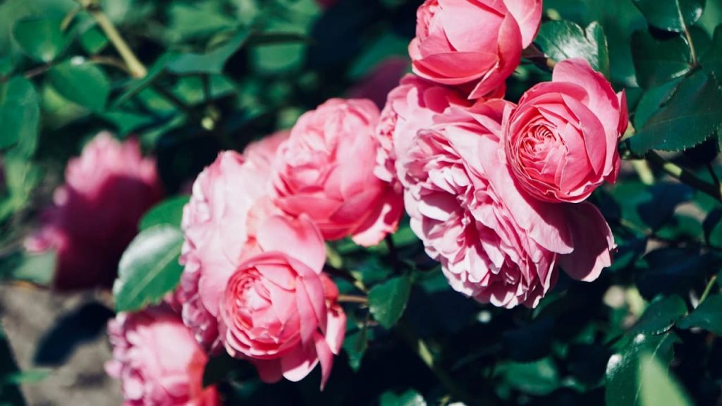 Cluster of blooming pink roses, surrounded by lush green leaves, bright daylight, close-up view, natural outdoor garden setting