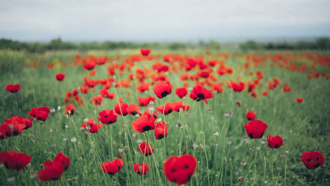 Field of red poppies in full bloom, green grass surrounding the flowers, cloudy sky in the background, vast open landscape, vibrant and natural setting