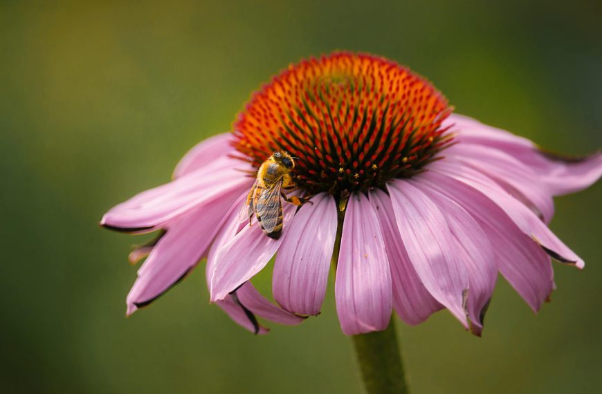 Purple Coneflower (Echinacea purpurea)
