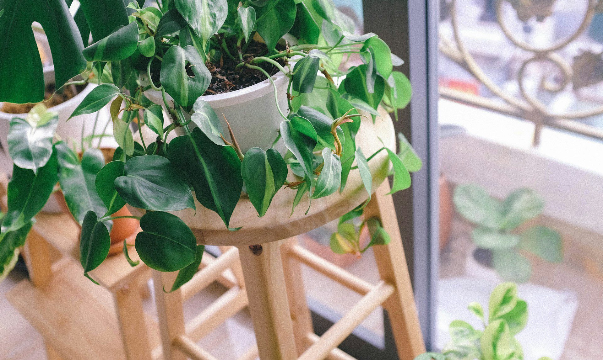 Repurpose coffee tables into plant stands