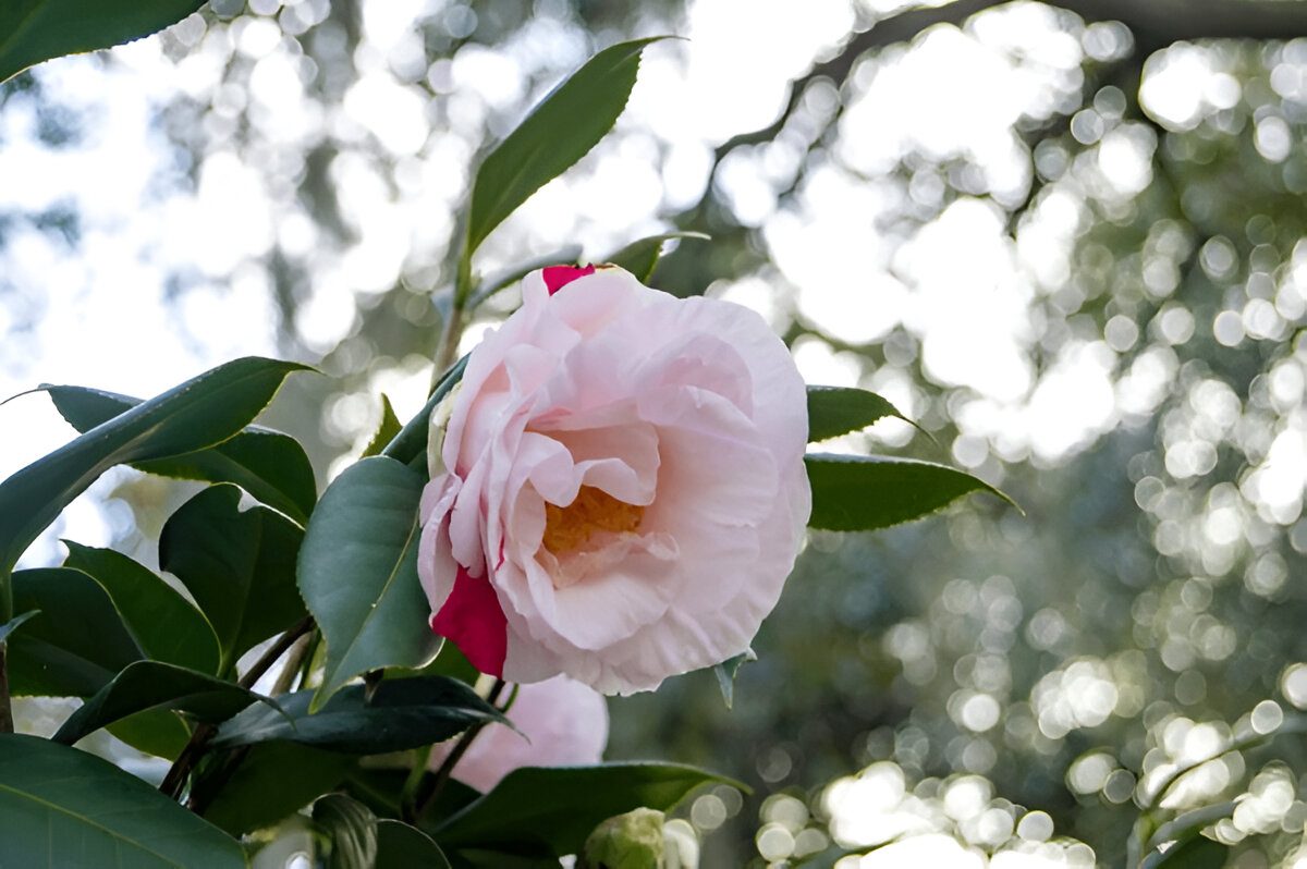 Sunbelt Savannah Hybrid Tea Rose