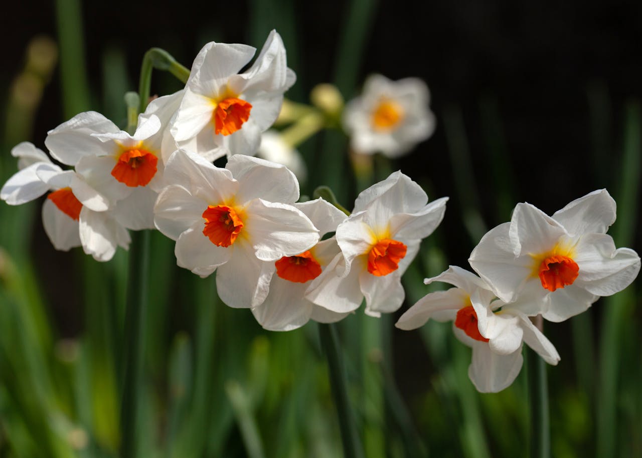 Cluster of white daffodils with vibrant orange centers, blooming against a backdrop of green stems and blurred foliage