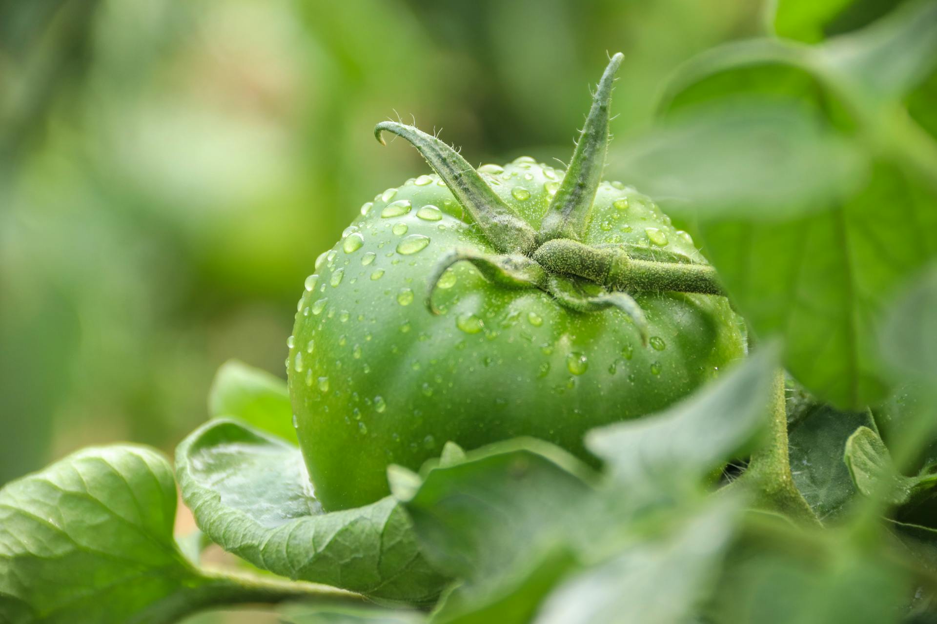 Dewdrops of Water on Green Tomato