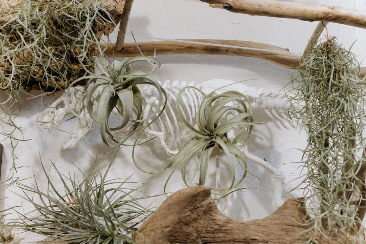Air plants arranged around a skeletal dinosaur figure, framed by driftwood pieces, against a textured white wall