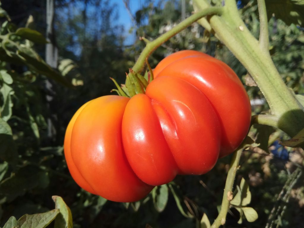 heirloom tomato seed new