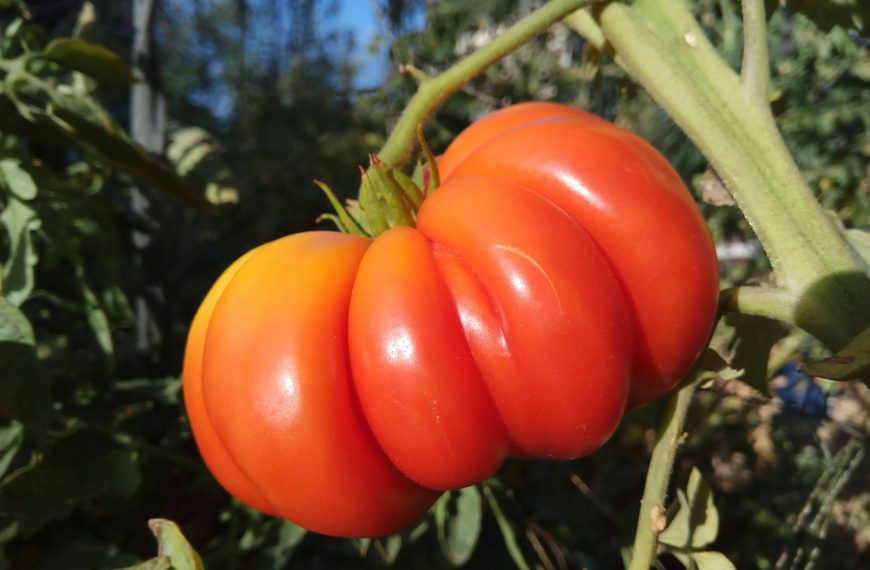 heirloom tomato seed new