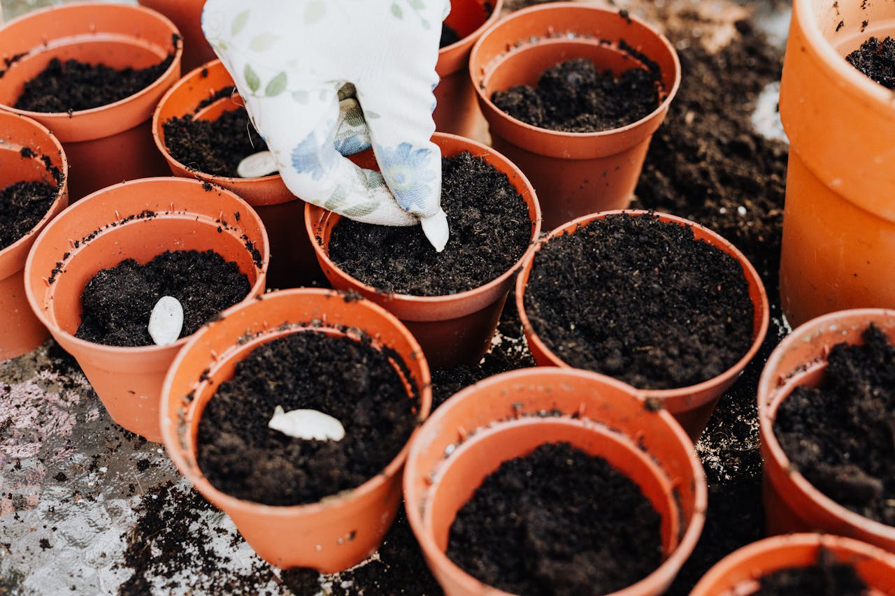 Gloved hand planting white seeds into small terracotta pots filled with dark, moist soil, surrounded by multiple pots on a dirt-covered surface