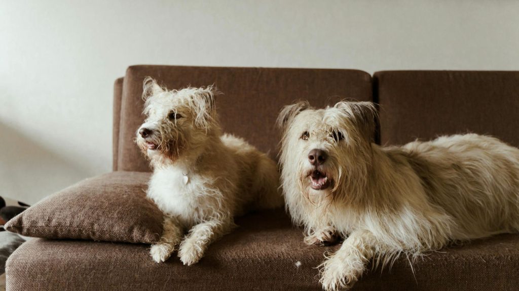 Two scruffy light-colored dogs lying on a brown couch, both looking attentively in the same direction, relaxed indoor setting