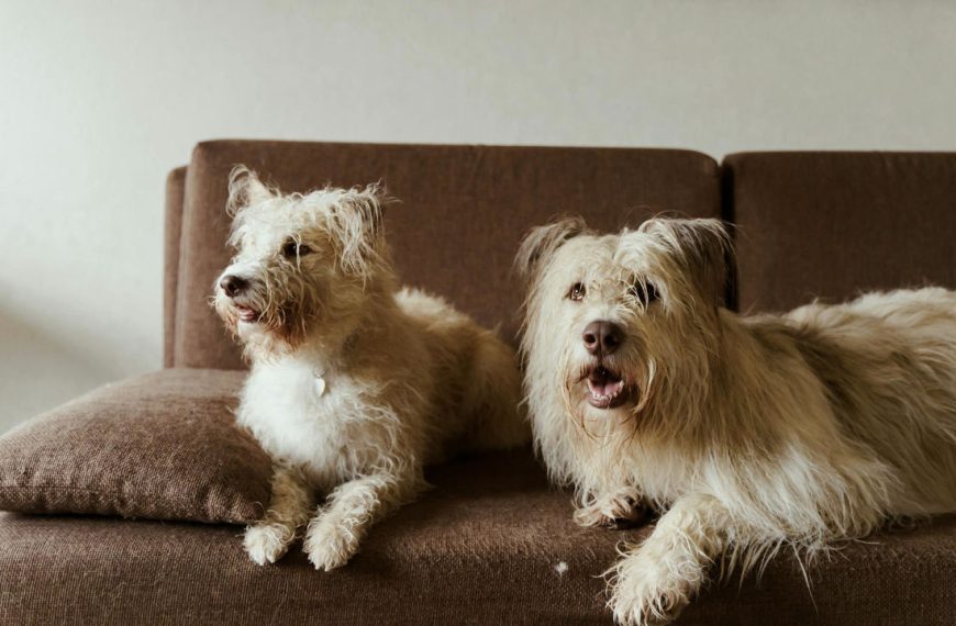 Two scruffy light-colored dogs lying on a brown couch, both looking attentively in the same direction, relaxed indoor setting