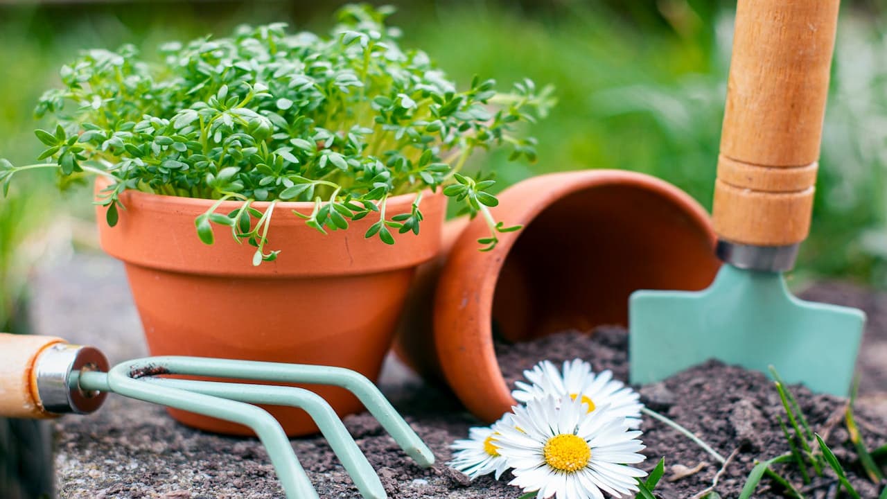 Potted green plant, terracotta pots with one tipped over, spilled soil, garden hand tools including a fork and trowel, white daisy flower, grassy background