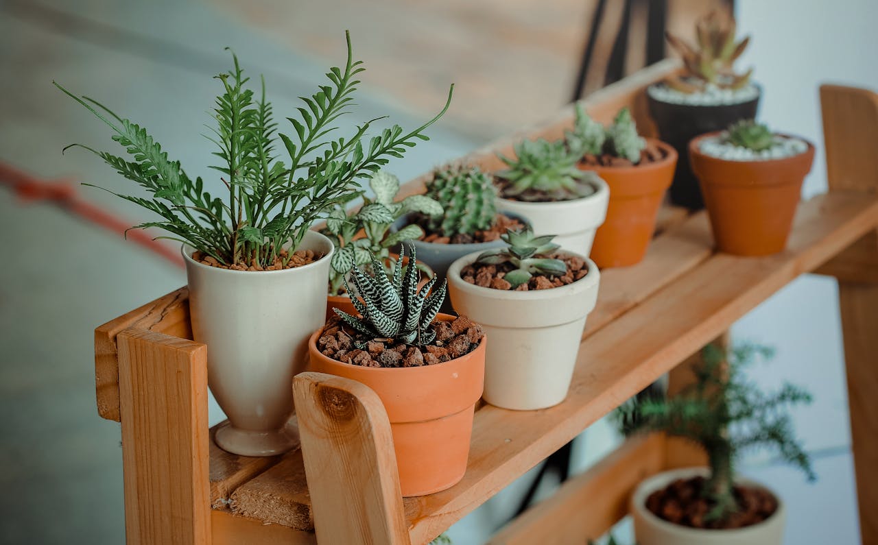 Wooden shelf holding a variety of small potted plants, including ferns, succulents, and cacti in ceramic and terracotta pots