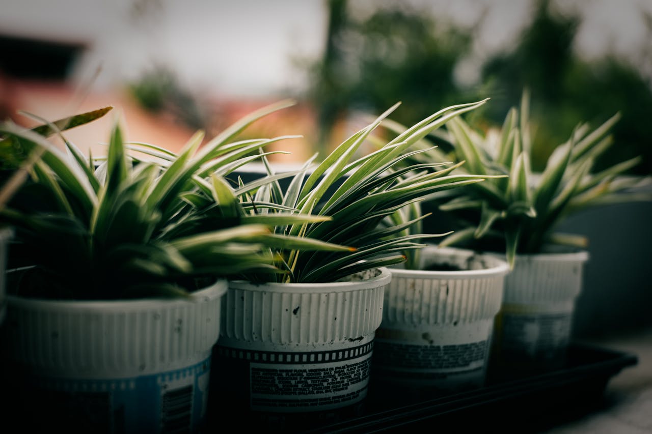 Cluster of green spider plants with long, arching leaves in repurposed white plastic cups, arranged on a black tray, with a blurred outdoor background