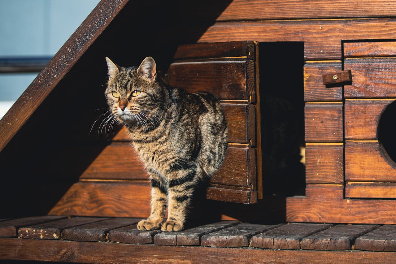 Image Credit: Ömer Taha Çetin / Pexels