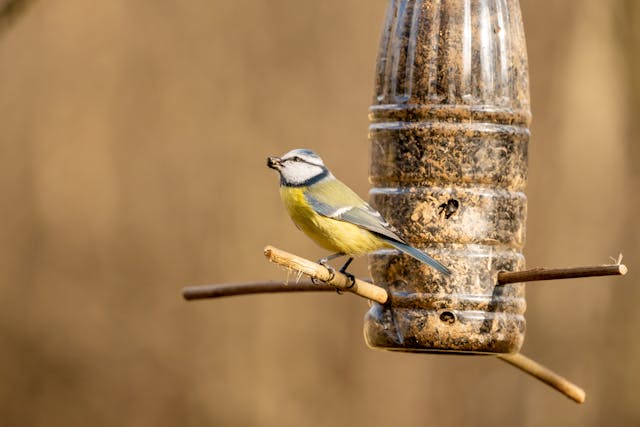 Plastic Bottles into Bird Feeders