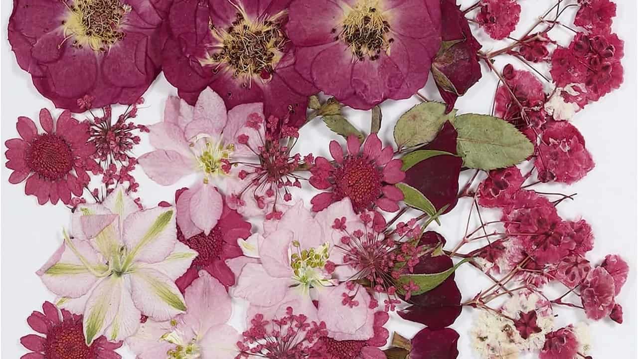 Pressed flowers, delicate dried petals, flattened leaves, intricate textures, vibrant colors, botanical display