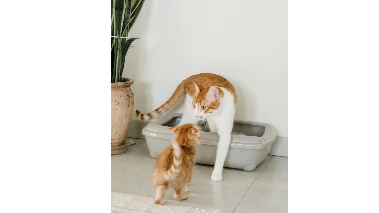 Orange and white adult cat steps out of litter box while facing a small kitten in front of it