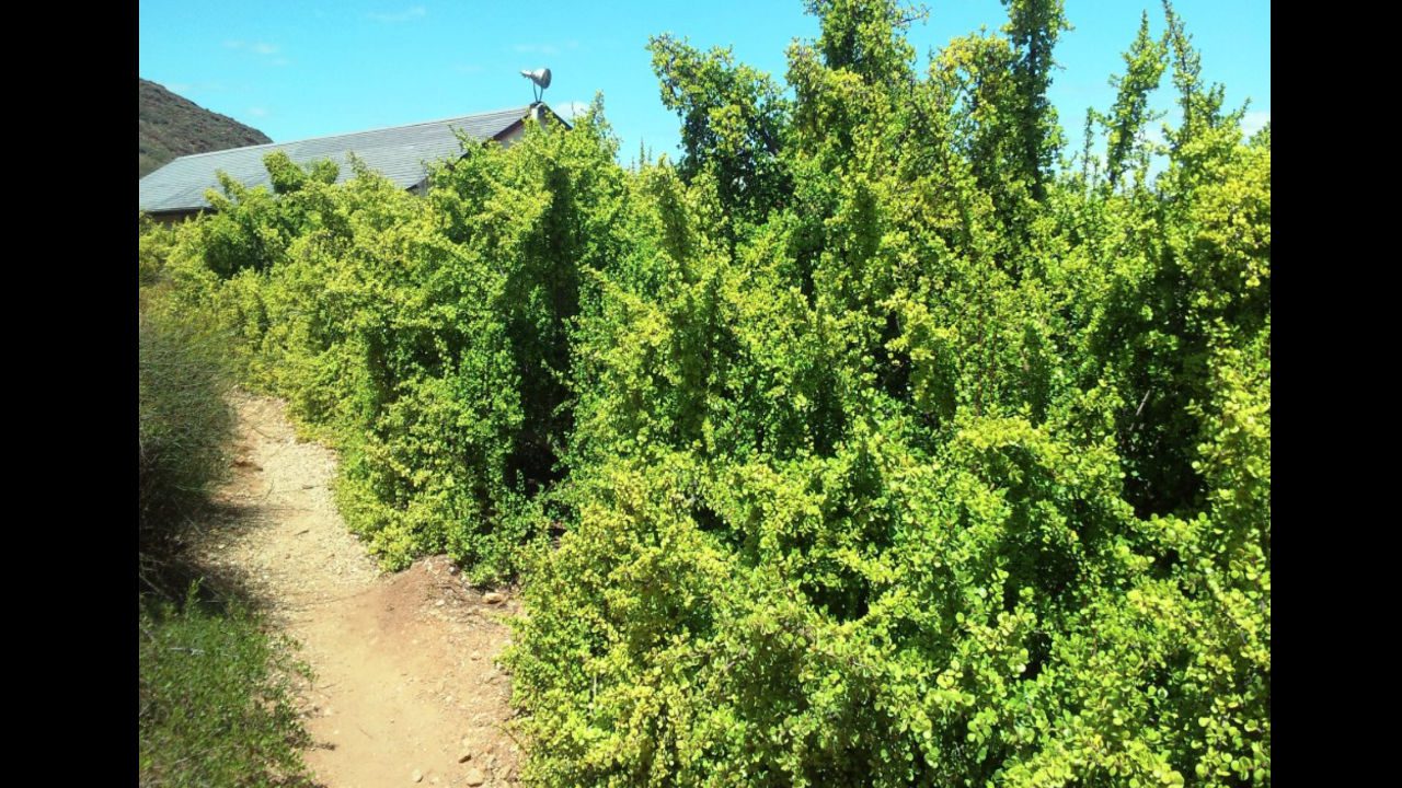 Overgrown hedges spilling onto a dirt pathway near a house with a satellite dish