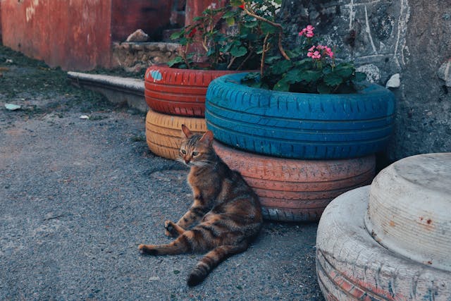 Brown Tabby Cat on Gray Concrete Floor