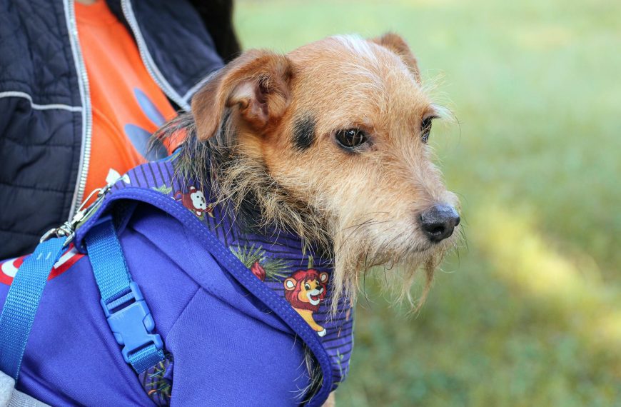 Little Dog Wearing Blue Coat