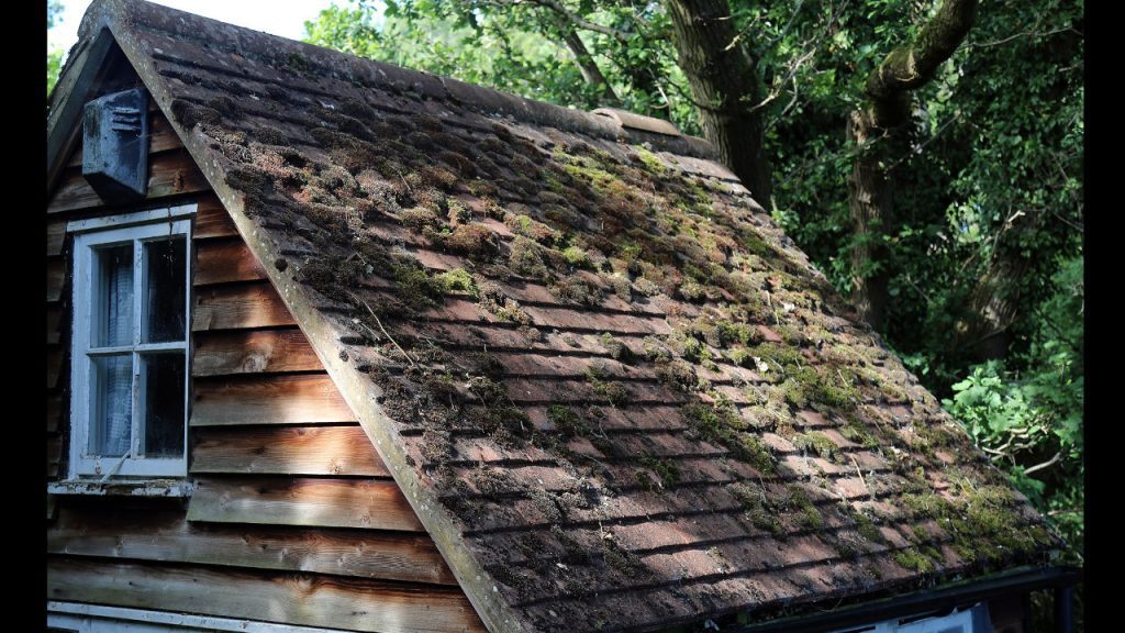 Sloped roof with heavy moss buildup on brown shingles next to a wooden house wall and window