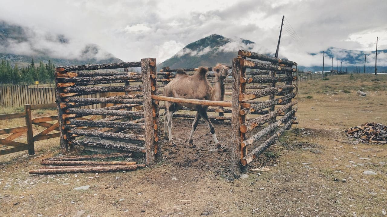 Old wooden livestock pen, rustic log enclosure, dirt ground interior, cloudy sky, mountain range in background, rural farmland setting, weathered wood texture, isolated outdoor structure