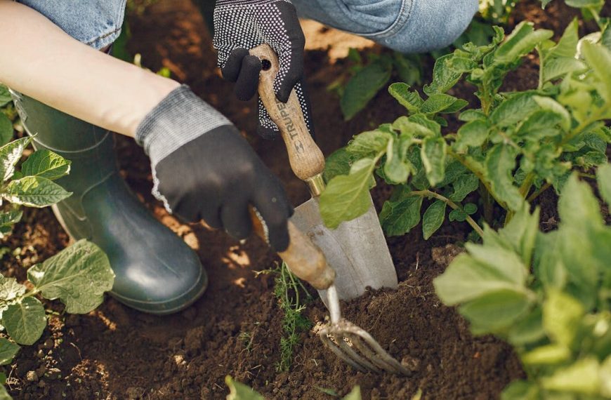 Image credit: Gustavo Fring/Pexels.