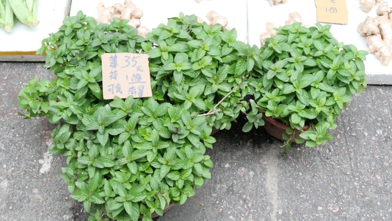 Image Credit: Peachyeung316 - CC BY-SA 4.0/Wiki Commons