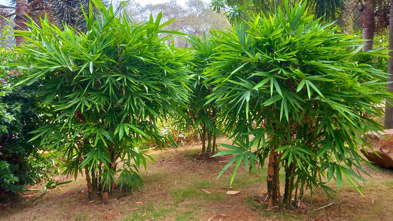 Image Credit: Maina Tudu - CC0/Wiki Commons