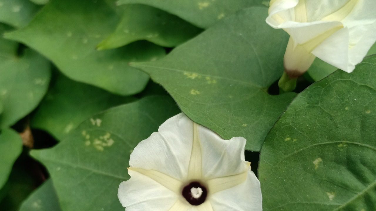 Image Credit: Sogellizer - CC BY-SA 4.0/Wiki Commons