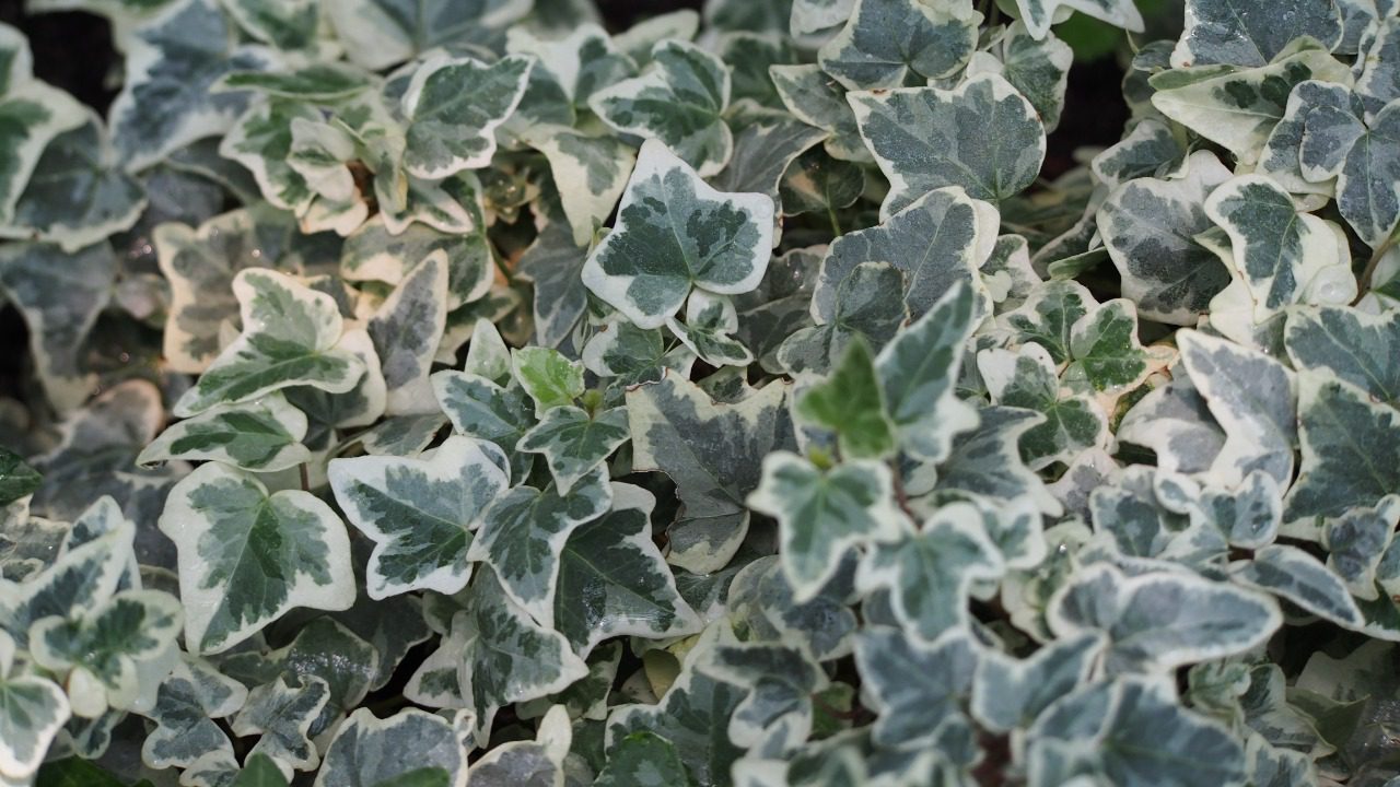 Image Credit: Agnieszka Kwiecień, Nova - CC BY-SA 4.0/Wiki Commons