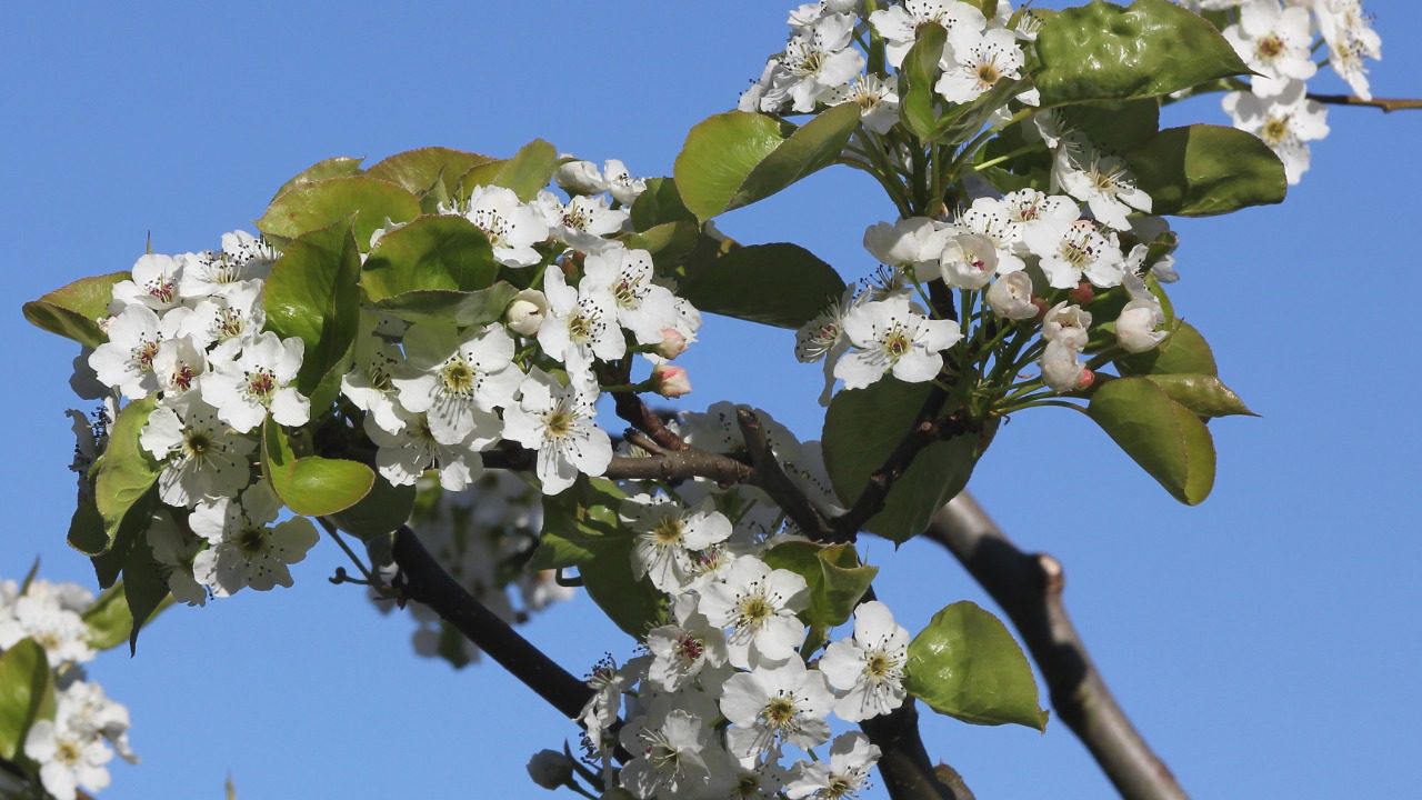 Image Credit: Lothar Spurzem - CC BY-SA 2.0 de/Wiki Commons