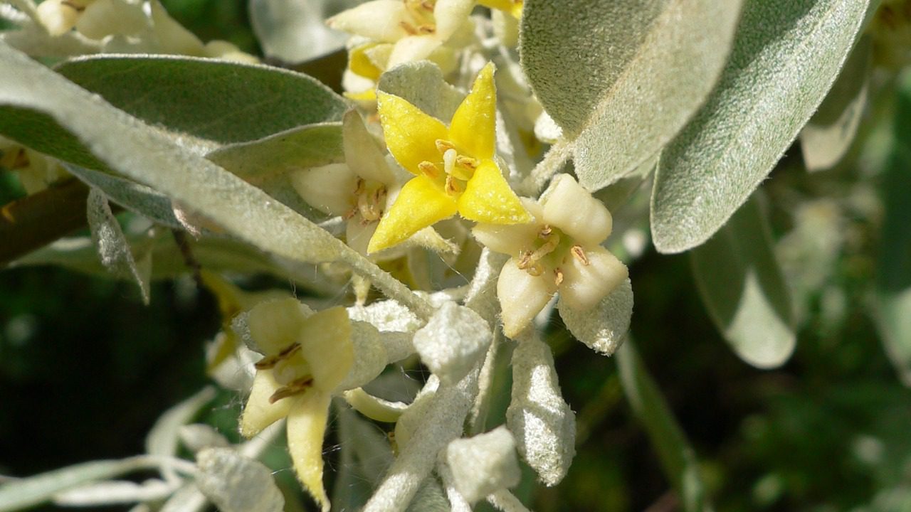 Image Credit: Georg Slickers - CC BY-SA 3.0/Wiki Commons