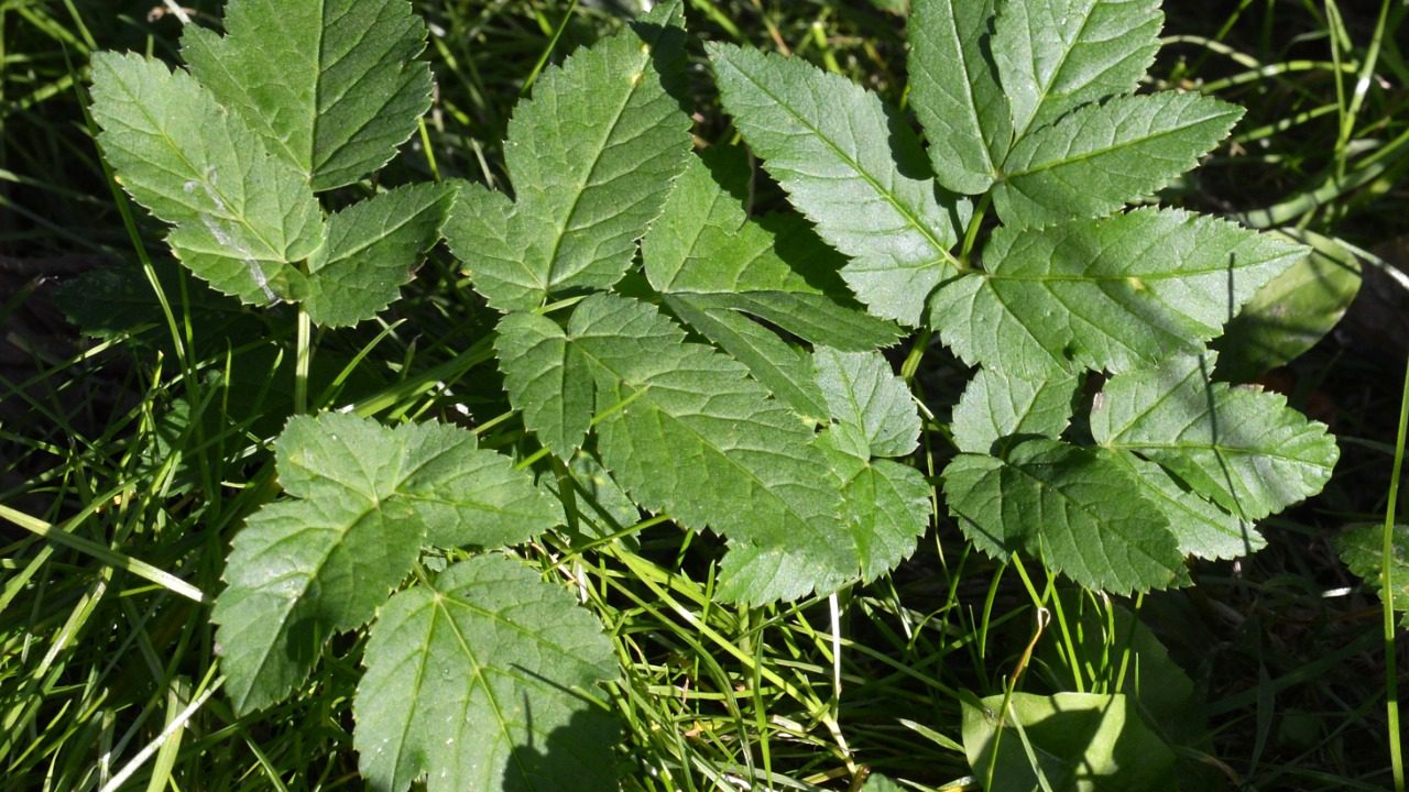 Image Credit: Ryan Hodnett - CC BY-SA 4.0/Wiki Commons