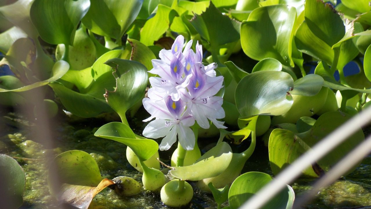 Image Credit: Eugene Zelenko - CC BY-SA 4.0/Wiki Commons