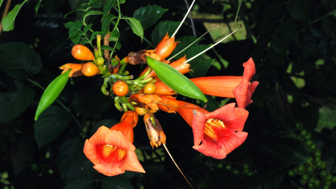 Image Credit: DouglasGoldman - CC BY-SA 4.0/Wiki Commons