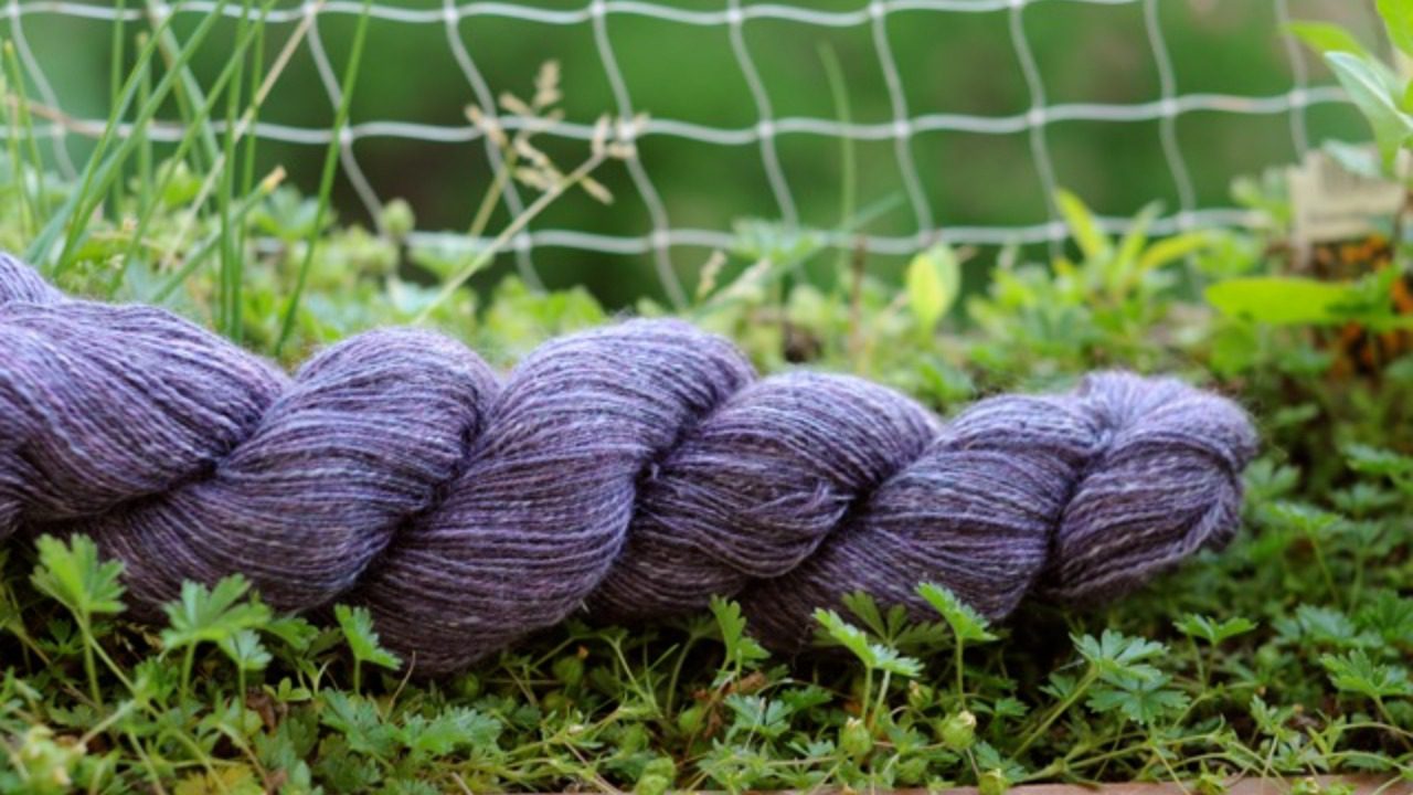 Image Credit: distelfliege - CC BY 2.0/Wiki Commons