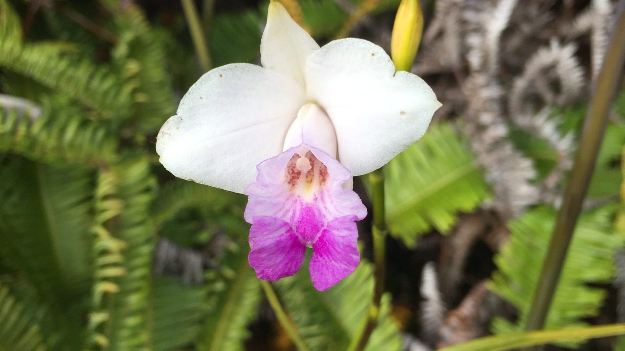 Image Credit: NPS Natural Resources - Public domain/Wiki Commons