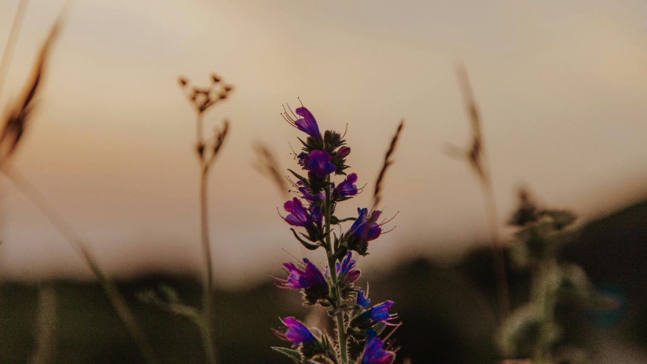 ROMAN ODINTSOV/Pexels