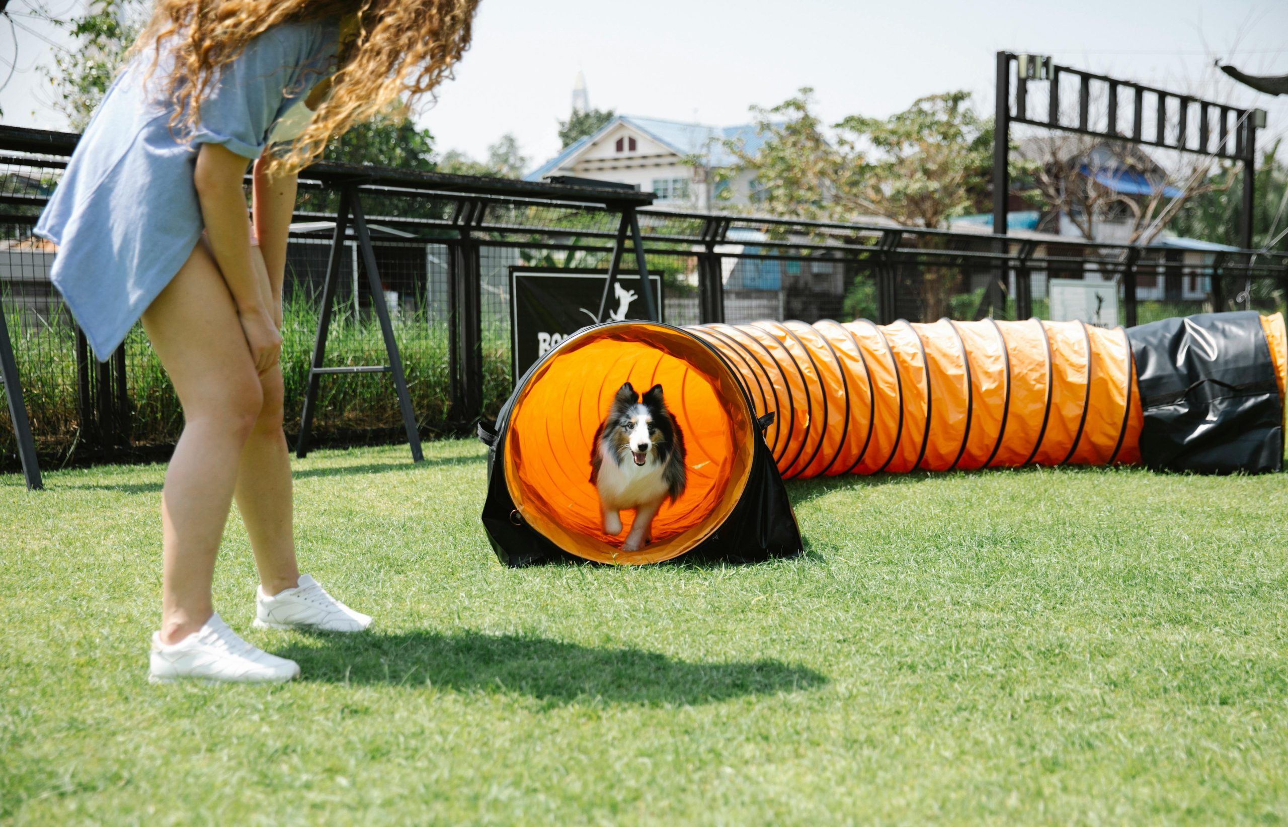 pet Training tools