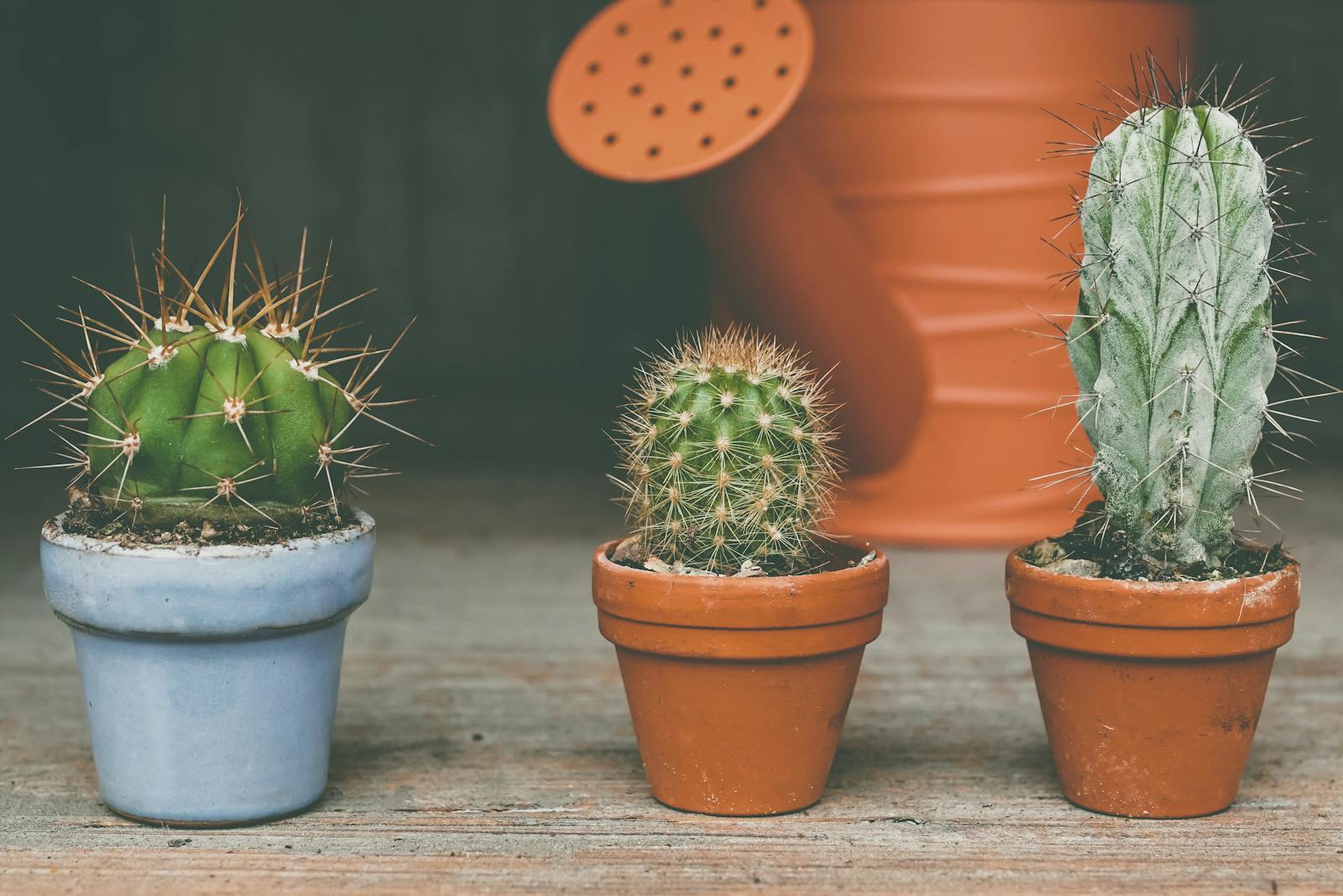 Three potted cacti placed on wooden surface with an orange watering can backdrop.
