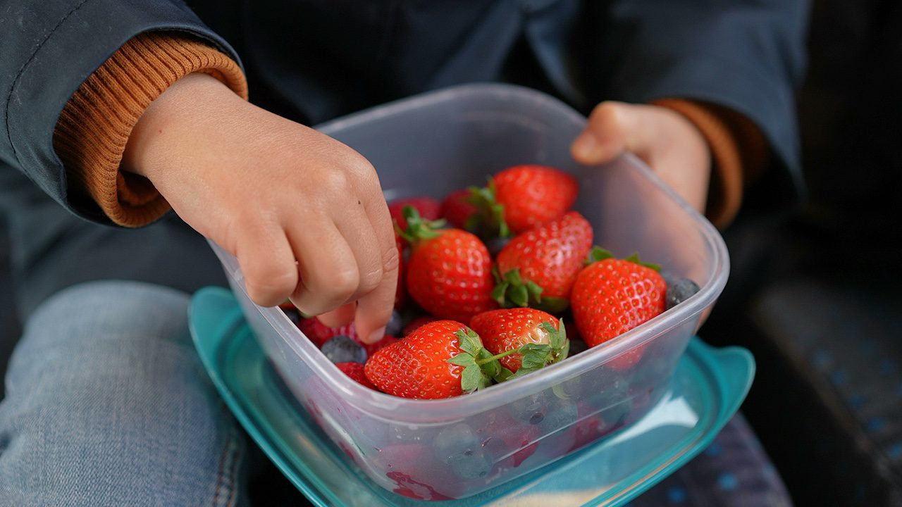 Child snacking berries while holding plastic tapperwear on the go. Little boy hand picking blueberry in the midst of strawberries eating healthy fruit wearing scarf and jacket