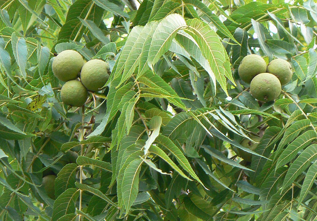 Black Walnut Tree