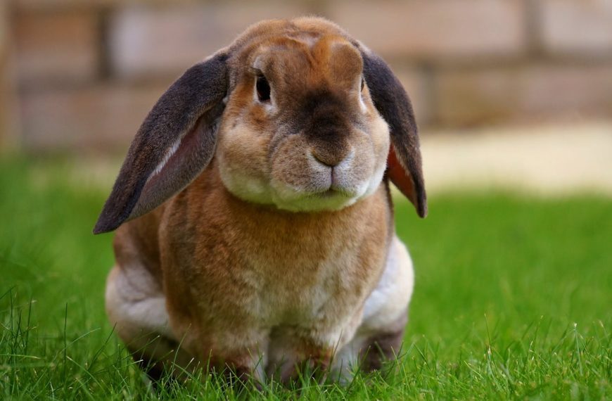 Close-up of a brown rabbit sitting on green grass, showcasing its curious expression.