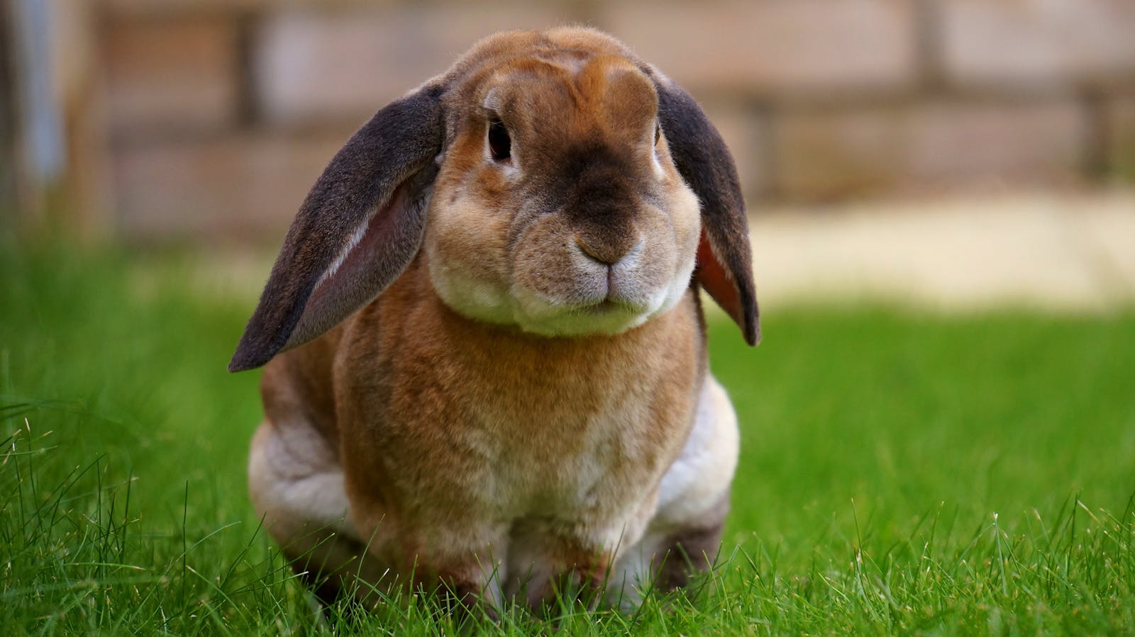 Close-up of a brown rabbit sitting on green grass, showcasing its curious expression.