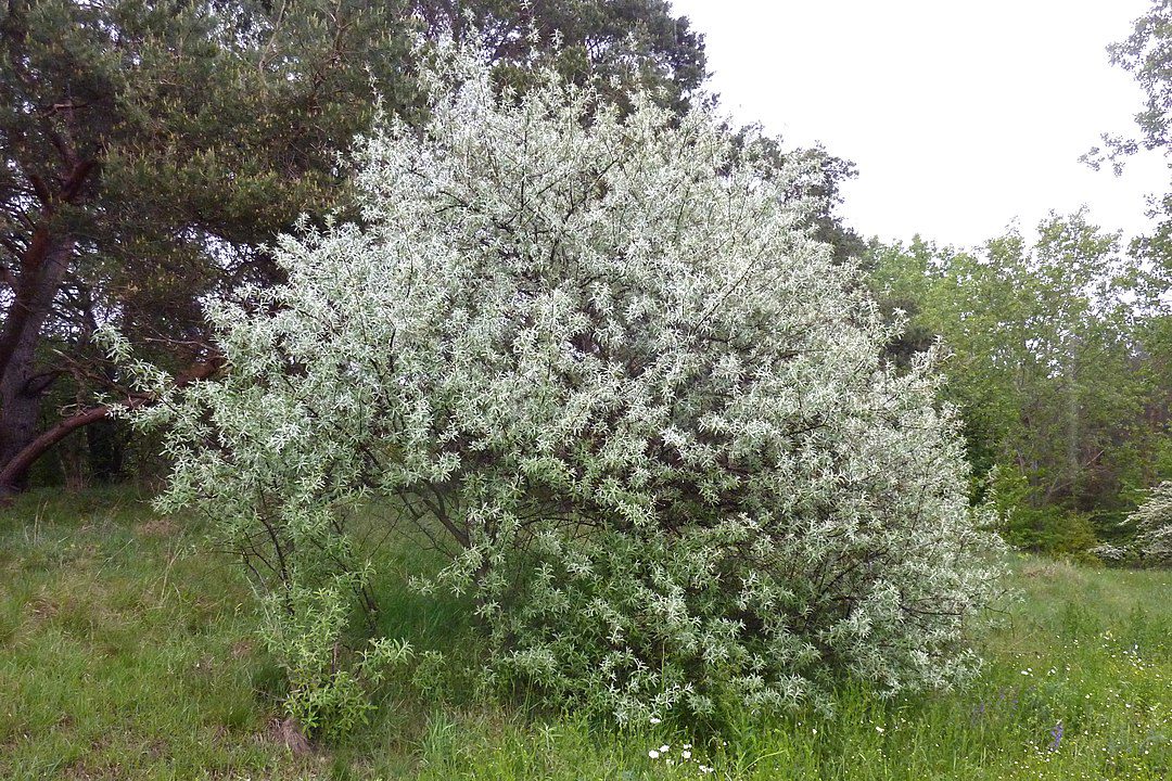Russian Olive