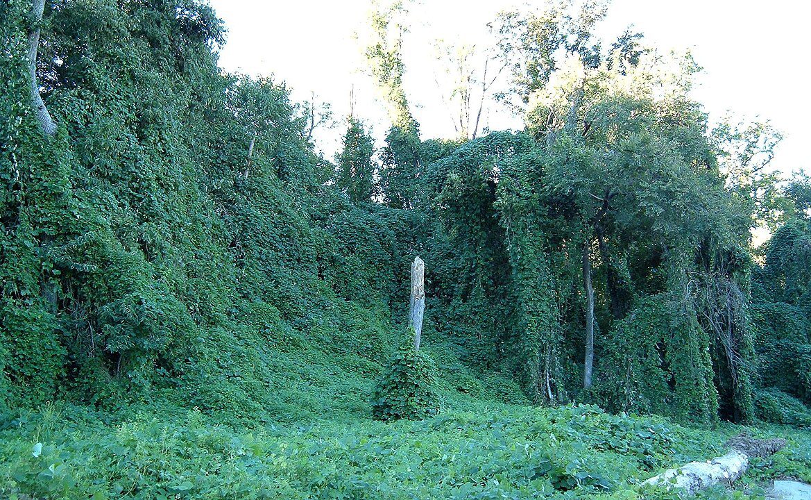Kudzu Vine