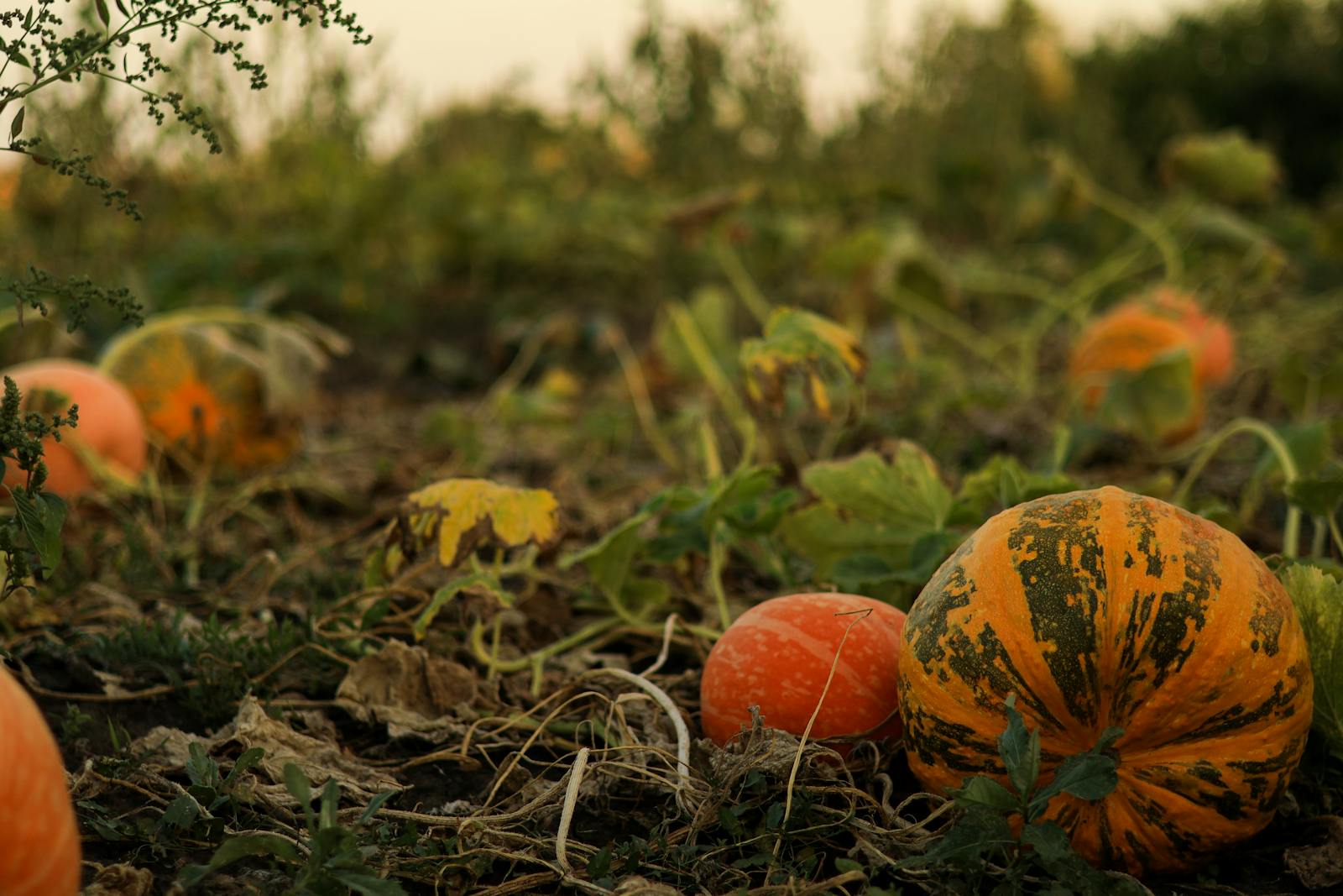 Close-up of pumpkins growing in a rural field during fall harvest, surrounded by green foliage and dry soil.