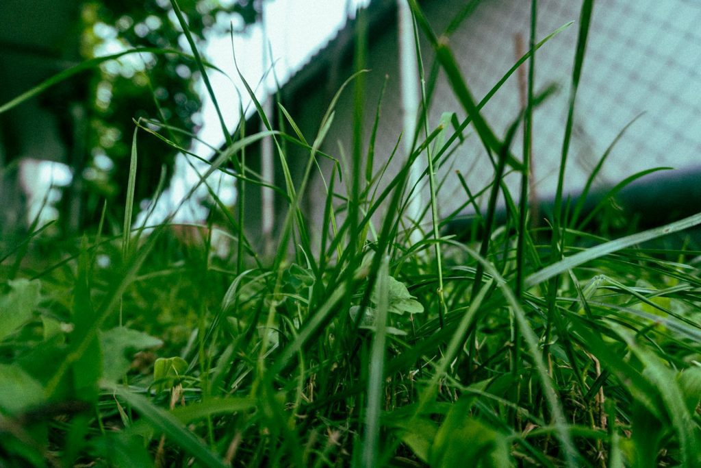close-up of a green plant
