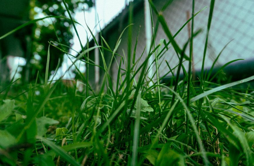 close-up of a green plant